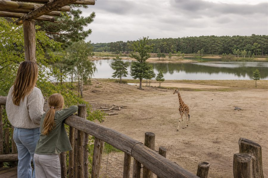 Point d’observation surplombant l’habitat des girafes