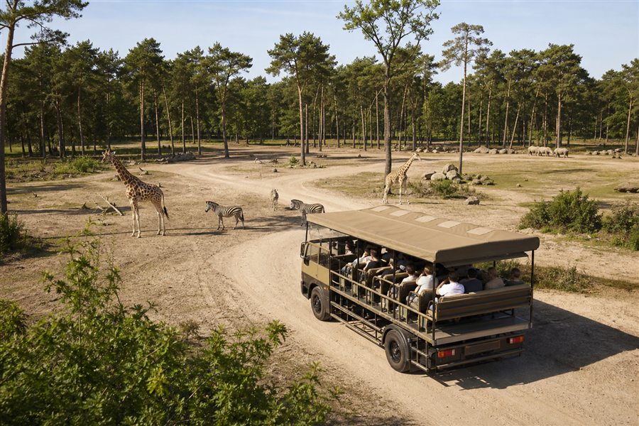 Safari en bus près de girafes et de zèbres