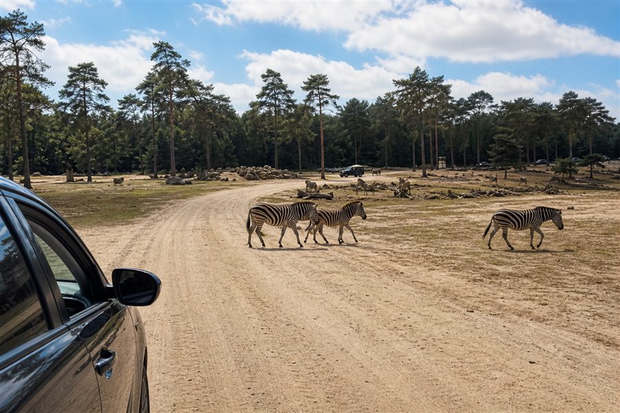 Circuit de safari en voiture avec des zèbres