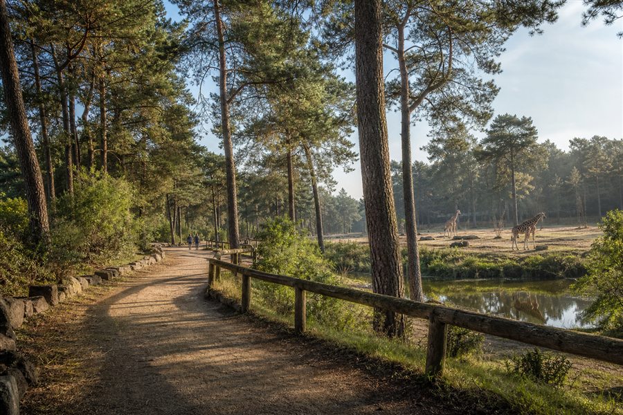 Sentier de safari à pied à travers le parc