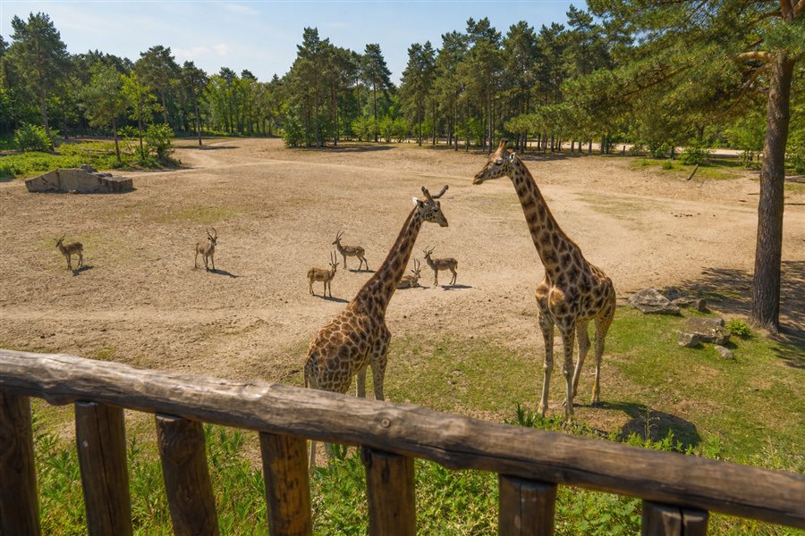 Girafes à Safaripark Beekse Bergen